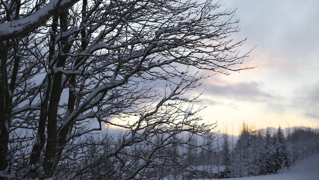 Sel Guesthouse Skálholt Eksteriør bilde
